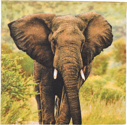 Servilletas de Papel Elefante 33x33cm